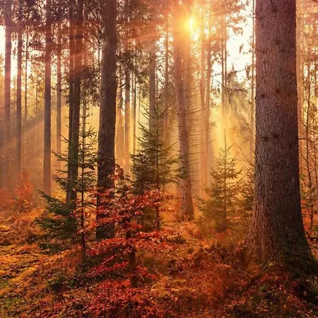 Forest Family 6 Persoons Op 5 Sterren Park *