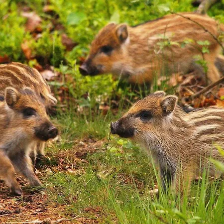 Forest Family 6 Persoons Op 5 Sterren Park Beekbergen
