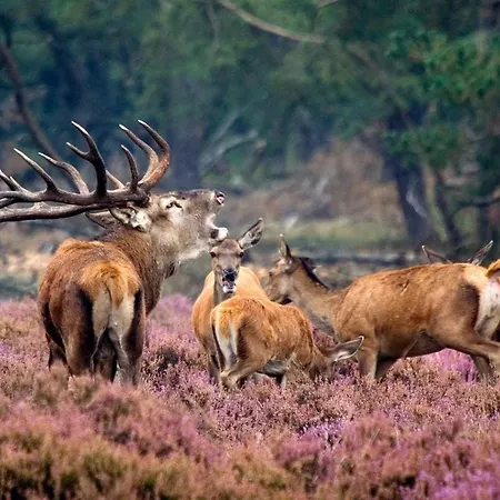 Forest Family 6 Persoons Op 5 Sterren Park Beekbergen