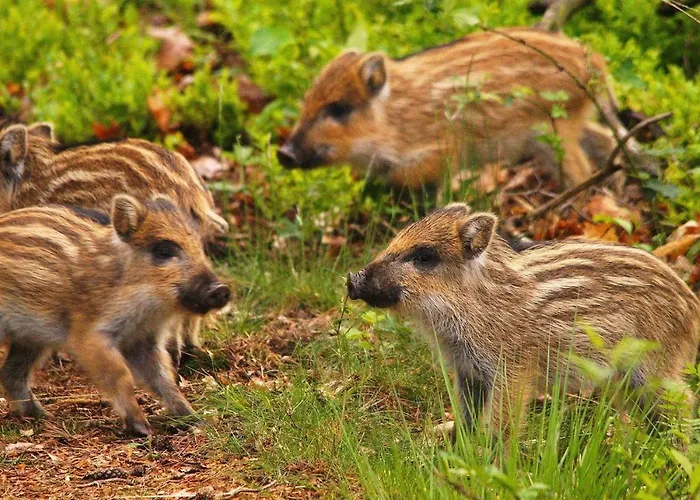 Forest Family 6 Persoons Op 5 Sterren Park Beekbergen