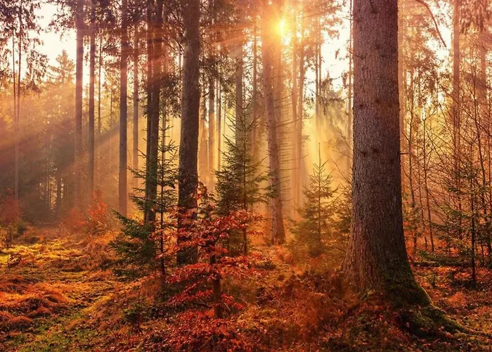 Forest Family 6 Persoons Op 5 Sterren Park *