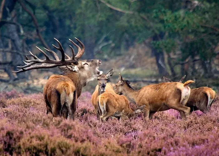 Forest Family 6 Persoons Op 5 Sterren Park بيكبيرخين